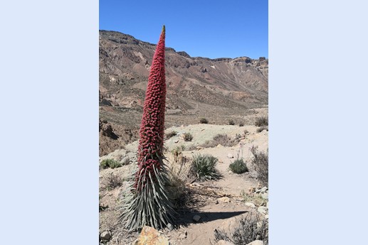 14 maggio Teide